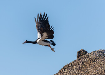 Magpie Goose Flying From A Rock - Anseranas semipalmata