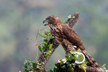 Crested Goshawk bird was observing its prey from the top of the tree, Crested Goshawk bird closeup on tree with natural background