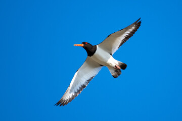 Austernfischer im Flug