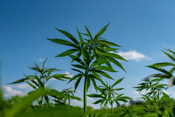 beautiful hemp leaf on a marijuana field under the blue sky with sun and clouds for legalization of...