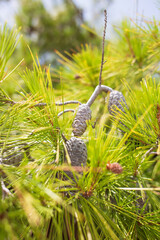 Green coniferous cedar ripe pine cones on tree branch forest sunlight. Concept harvesting and receiving oil. 