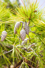 Green coniferous cedar ripe pine cones on tree branch forest sunlight. Concept harvesting and receiving oil. 