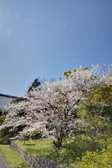 智積院の桜