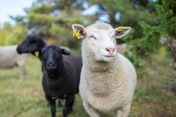 Fototapeta premium Photo of white sheep, portrait of white sheep, face, wool, animal. Dreamer.