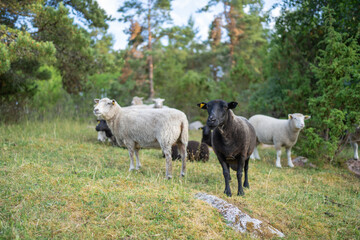 Fototapeta premium Flock of sheep on a wooded meadow. Black sheep.