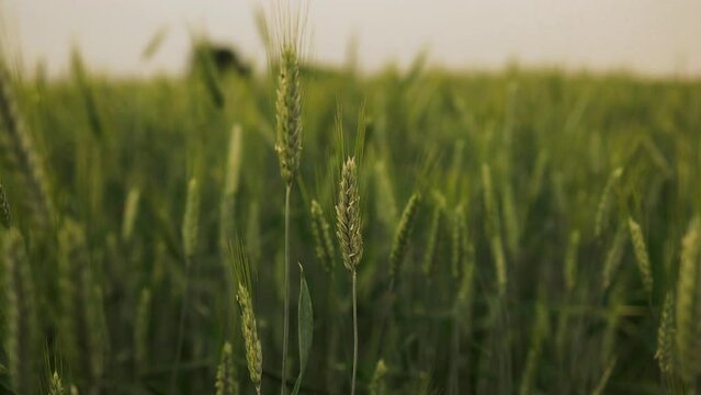 Juicy fresh ears of young green wheat on nature in spring summer field close-up of macro with free space for text. High quality photo