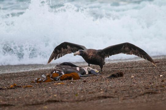 Giant Petrel , Peninsula Valdes, Unesco World heritage site, Chubut Province, Patagonia, Argentina.