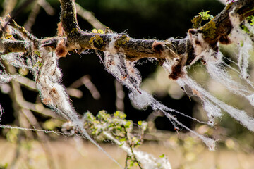 icicles on a branch
