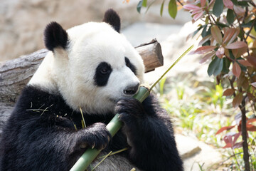 Obraz premium Close up Giant Panda Eating Bamboo in the yard, Chengdu