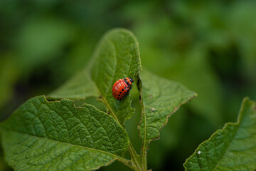 Colorado potato beetle and larvae on young potato leaves