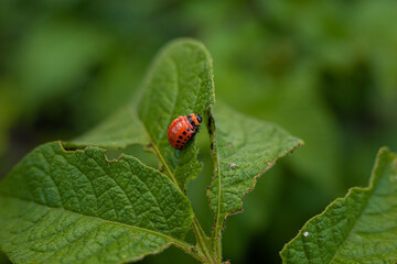 Colorado potato beetle and larvae on young potato leaves