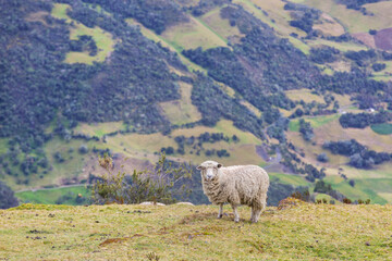 Fototapeta premium Sheep