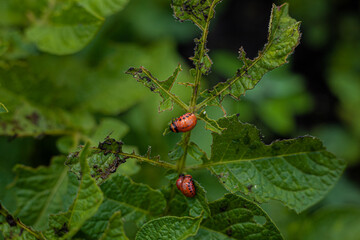 Colorado potato beetle and larvae on young potato leaves