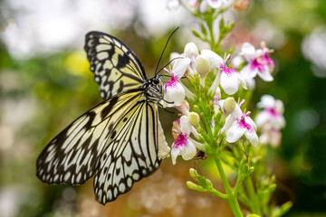 Macro shots, Beautiful nature scene. Closeup beautiful butterfly sitting on the flower in a summer garden.