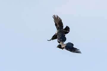 Dohle und Nebelkrähe im Luftkampf