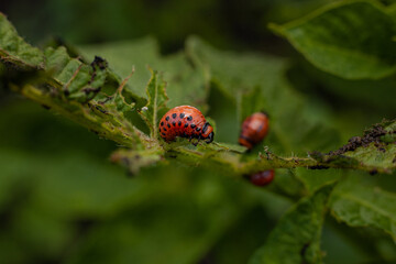 Colorado potato beetle and larvae on young potato leaves