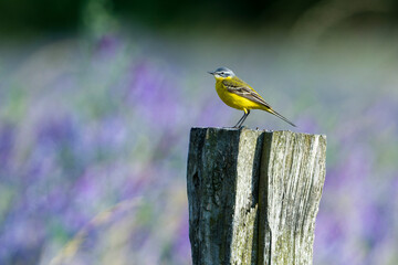 Wiesenschafstelze (Motacilla flava flava) in Brandenburg