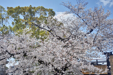 東寺の桜