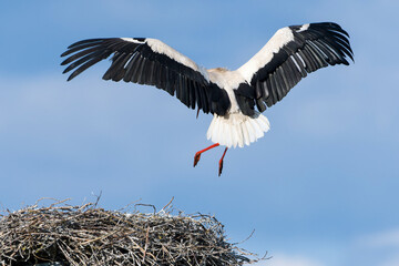 Weißstorch beim Anflug ins Nest