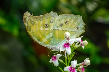 Foto op Canvas Macro shots, Beautiful nature scene. Closeup beautiful butterfly sitting on the flower in a summer garden. © blackdiamond67