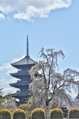 東寺の五重塔と桜
