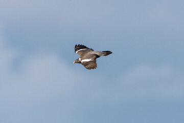 Ringeltaube im Flug