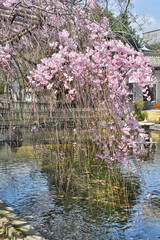 Naklejka premium 東寺の桜