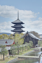 東寺の五重塔と桜