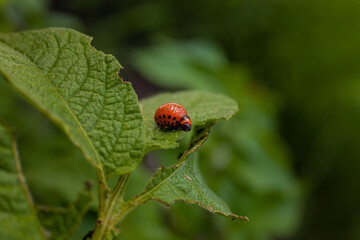 Colorado potato beetle and larvae on young potato leaves