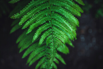 Emerald green fern leaf in dark forest