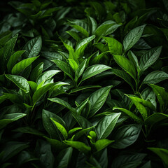photo of fresh green tea leaves