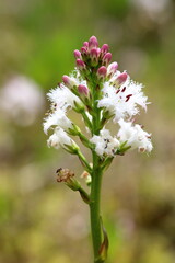 Menyanthes trifoliata. Buckbean blooms in summer in the north of Russia