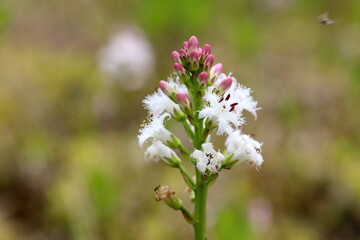 Menyanthes trifoliata. Flowers plants in summer in the north of Russia