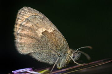 Macro shots, Beautiful nature scene. Closeup beautiful butterfly sitting on the flower in a summer garden.