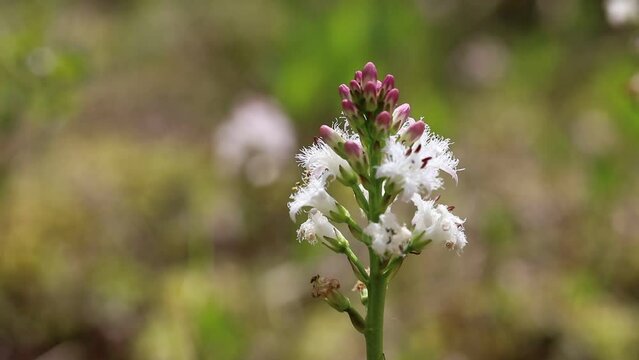 Menyanthes trifoliata. Bogbean blooming in the Arctic in the north of Western Siberia