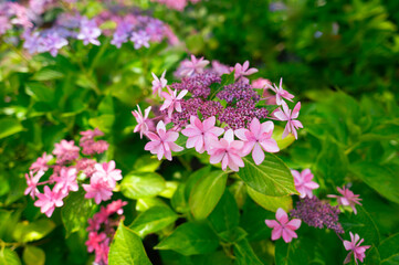 ティアラみたいな紫陽花、キレイです