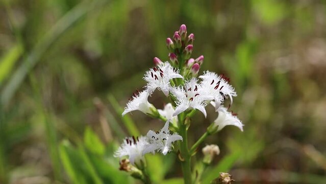Menyanthes trifoliata. Buckbean blooms in summer in the north of Russia