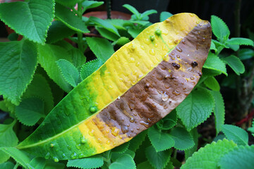 Diseased Pong Pong Tree Leaf Fallen on Cuban Oregano Shrubs
