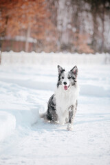 Playful Border Collie Embraces the Snowy Adventure with Enthusiasm, Battling Cold Weather with Furry Charm
