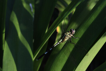 a green dragonfly on a leaf