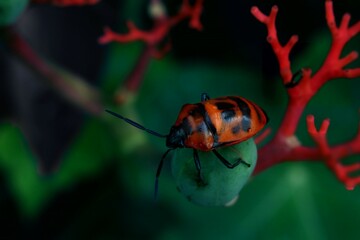 red bug on a green leaf