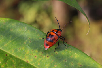 bug on a leaf