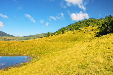 carpathian mountain landscape in summer. grassy meadows and distant ridge. clouds reflecting in the pond