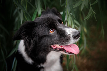Playful Border Collie Enjoying a Sunny Day at the Park - Perfect for Summer-themed Projects and Pet Lovers
