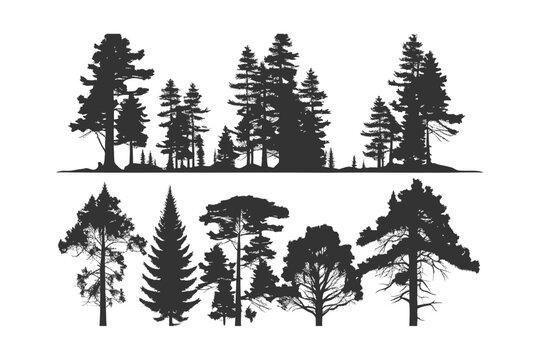 Set Silhouette of pine trees. Vector illustration desing.