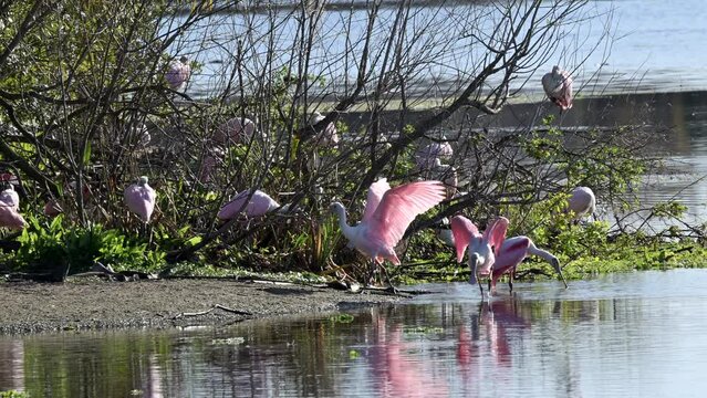 Roseate spoonbill (Platalea ajaja) flock on a sandy beach at a water's edge of a lake
