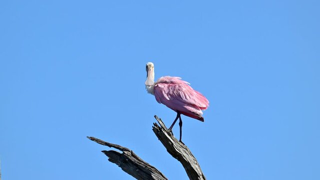 Roseate spoonbill (Platalea ajaja) perched on a dead tree stump, preening feathers, Florida