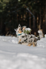 Playful Border Collie Puppy Exploring the Winter Outdoors with Enthusiasm and Curiosity.