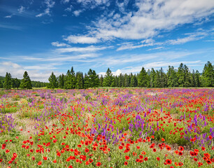 Blossoming field with wildflowers - 617004928
