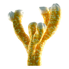 3D Rendering Coral on White © photosvac